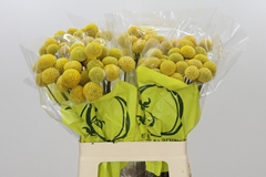 Craspedia Globosa Paintball Popup 60cm