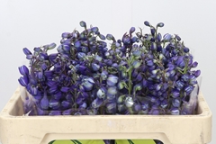 Delphinium Single Black Knight 50cm