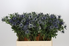 Eryngium Planum Magical Blue Lagoon 60cm