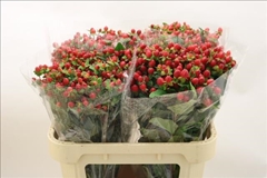 Hypericum Magical Triumph 70cm