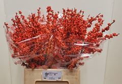 Ilex Verticillata Oudijk's Orange 70cm