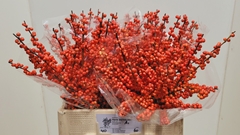Ilex Verticillata Oudijk's Orange 60cm