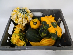 Cucurbita Pepo Indian Mix 18cm