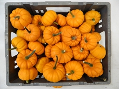 Cucurbita Pepo Jack Be Little 8cm