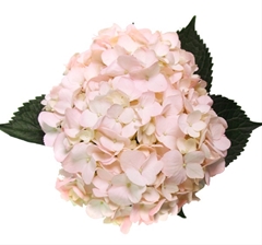 Hydrangea Light Pink 60cm 16cm Hd