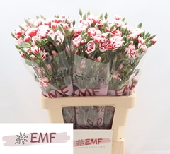 Dianthus Spray Swing 65cm