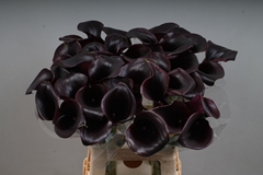 Zantedeschia Call Ceara 65cm