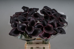 Zantedeschia Call Ceara 70cm