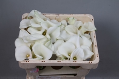 Zantedeschia Captain Ventura 70cm