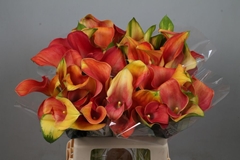 Zantedeschia Merengue 70cm