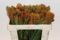 Retzia Capensis 50cm