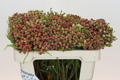 Berzelia Lanuginosa 50cm