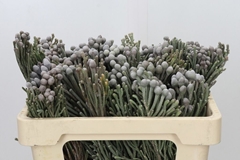 Brunia Laevis 50cm