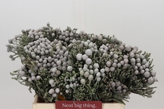 Brunia Laevis 40cm