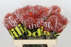 Leucospermum Scarlet Ribbon 60cm