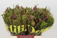 Brunia Cape Mix Bunch 40cm