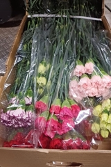 Dianthus Single Gem In Fust 70cm