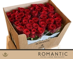 Rosa Red Naomi! 60cm