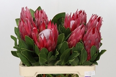 Protea Cynaroides Madiba 60cm