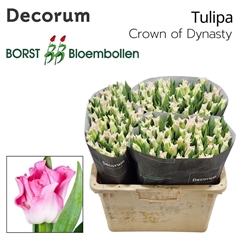 Tulip Coronet Crown Of Dynasty 40cm 30gr.