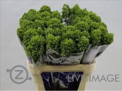 Trachelium Jade 70cm
