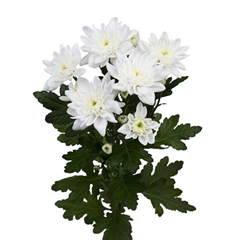 Chrysanth Spray Pina Colada 70cm 95gr.