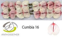 Anthurium Cumbia 11cm Hd