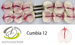 Anthurium Cumbia 13cm Hd