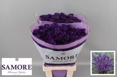 Limonium Sinuatum Acqua Sun Birds 70cm 70gr.