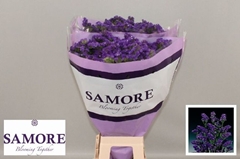 Limonium Sinuatum Acqua Sun Birds 60cm 30gr.