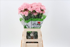Dianthus Single Jodie 70cm