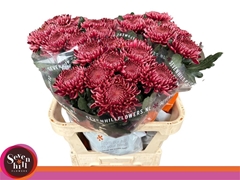 Chrysanth Single Bigoudi Red 80cm 120gr.