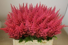 Astilbe Else Schluck 60cm