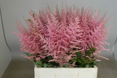 Astilbe Erika 65cm