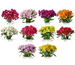 Alstroemeria Mix Per Bunch 85cm 40gr.