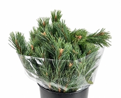Pinus Mugo Per Bunch