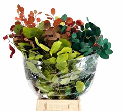 Eucalyptus Populus Per Bunch 65cm 200gr.