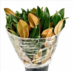 Magnolia Leaf Per Bunch 75cm 400gr.