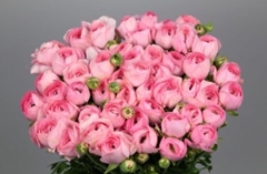 Ranunculus Success Flamingo 45cm