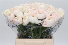Ranunculus Success Hanoi 45cm