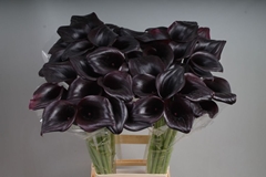 Zantedeschia Call Ceara 80cm