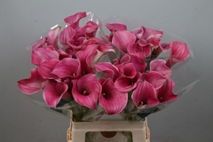 Zantedeschia Captain Romance 65cm