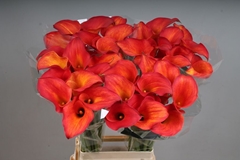 Zantedeschia Captain Trinity 80cm