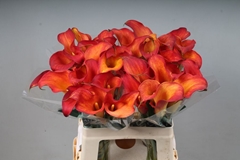 Zantedeschia Captain Trinity 60cm