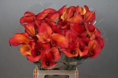 Zantedeschia Captain Trinity 70cm