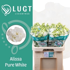 Eustoma Double Alissa Pure White 70cm