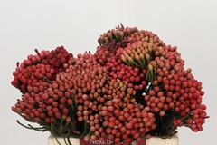 Brunia Laevis Red 40cm