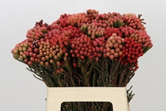 Brunia Laevis Red 60cm