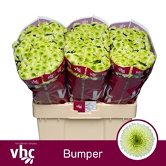 Chrysanth Santini Bumper 55cm 40gr.
