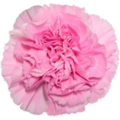Dianthus Single Clearwater 70cm